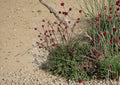 Salad Burnet Seeds - Edible Herb, Drought Tolerant, Sanguisorba minor, Perennial Herb for Gardens & Borders (100 Seeds)