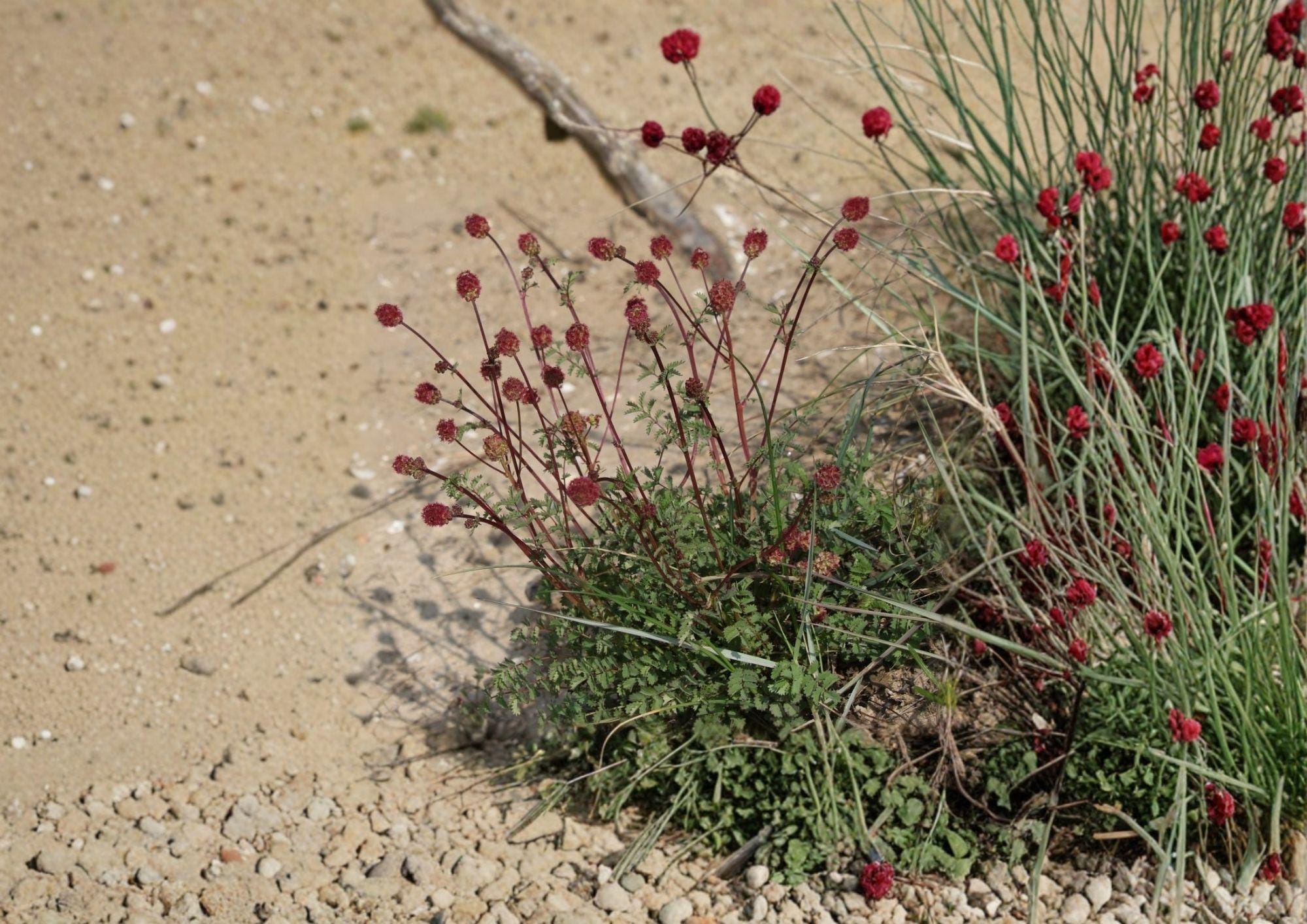 Salad Burnet Seeds - Edible Herb, Drought Tolerant, Sanguisorba minor, Perennial Herb for Gardens & Borders (100 Seeds)