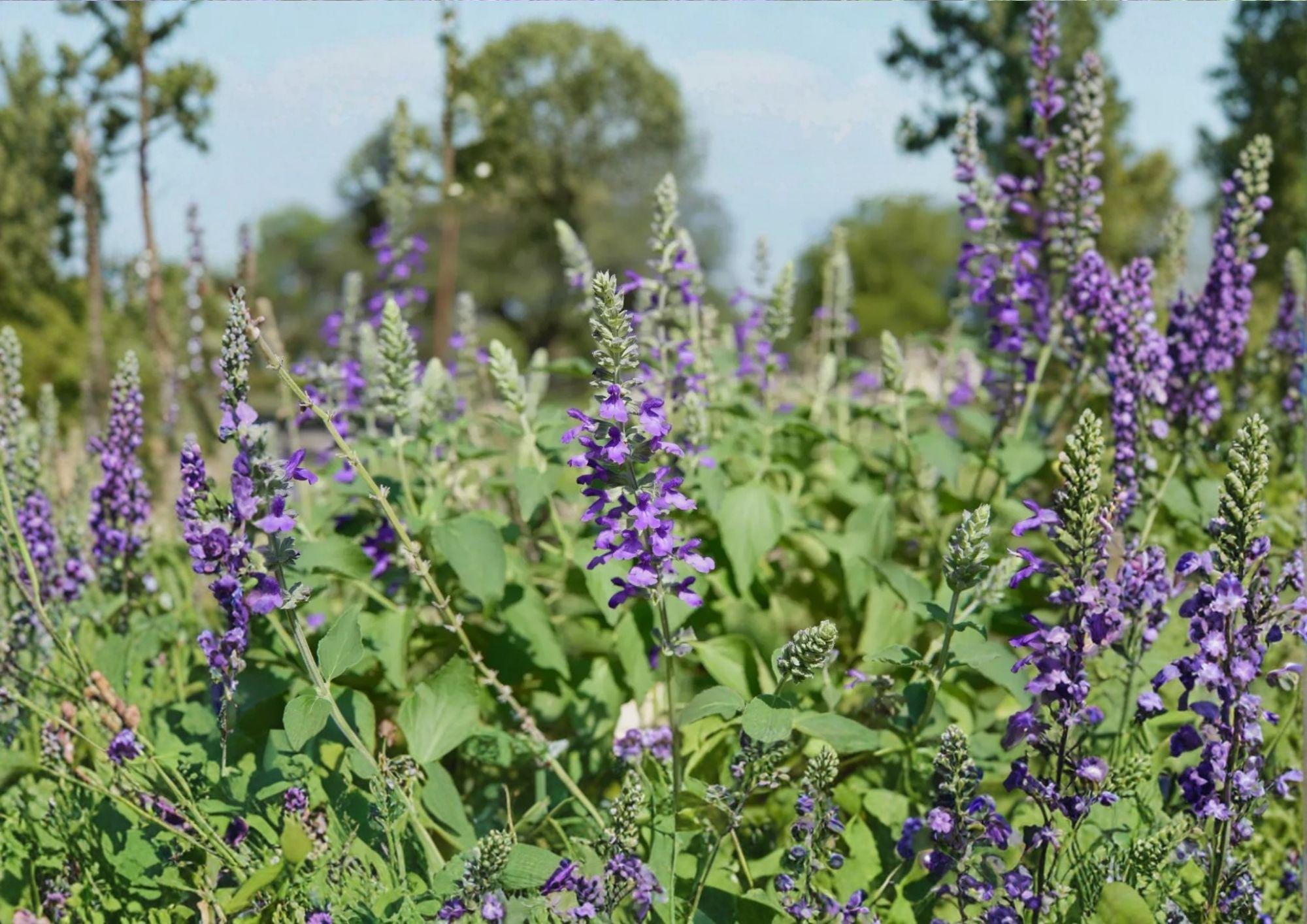 Blue Sage Seeds - Salvia Farinacea Pollinator-Friendly Flowering Plant for Gardens and Containers