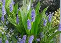 Pontederia cordata Seeds – Native Pickerel Weed, Purple Flower, Aquatic Perennial for Ponds & Water Gardens, 10 Seeds