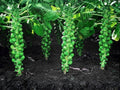 Ticktrefoil Seeds (40) | Native Wildflower for Pollinators | Desmodium paniculatum | Drought Tolerant, Native Prairie & Meadow Plant