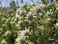 Leadplant Seeds 40 Pack | Native Prairie Shrub Amorpha canescens for Drought Tolerance & Pollinator Gardens