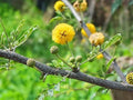 Lead Plant Seeds (Amorpha canescens) – Native Prairie Shrub with Gray Foliage & Purple Flowers, Drought-Tolerant Pollinator Plant for Gardens