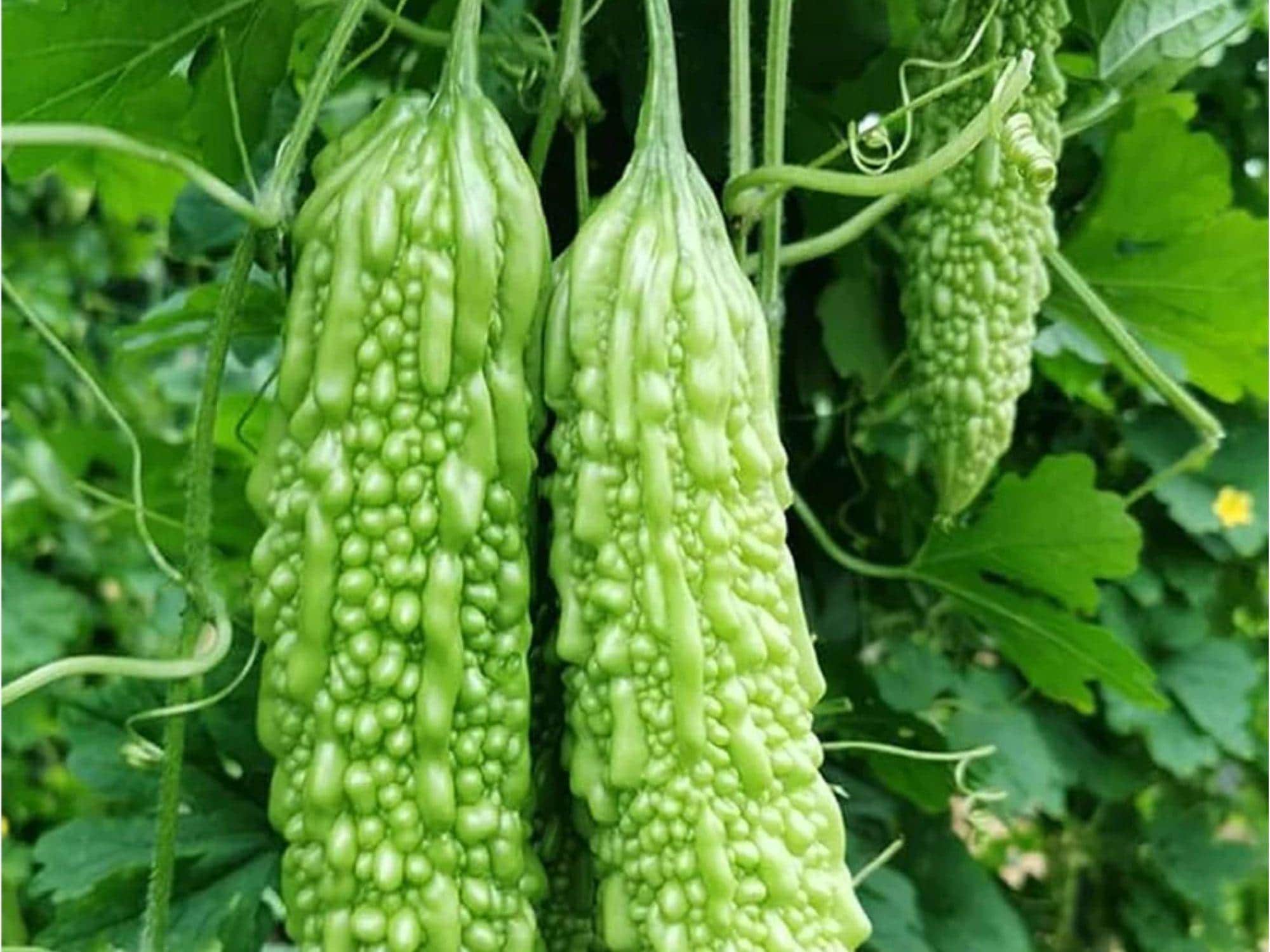 Dark Jade Bitter Melon Seeds – Hybrid Asian Gourd, Momordica charantia, Non-GMO, Edible Vining Vegetable