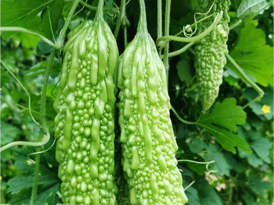 Dark Jade Bitter Melon Seeds – Hybrid Asian Gourd, Momordica charantia, Non-GMO, Edible Vining Vegetable