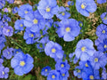 Native Wetland Plant Seeds – Ludwigia alternifolia Seedbox (1000) for Rain Gardens, Ponds, and Natural Habitats