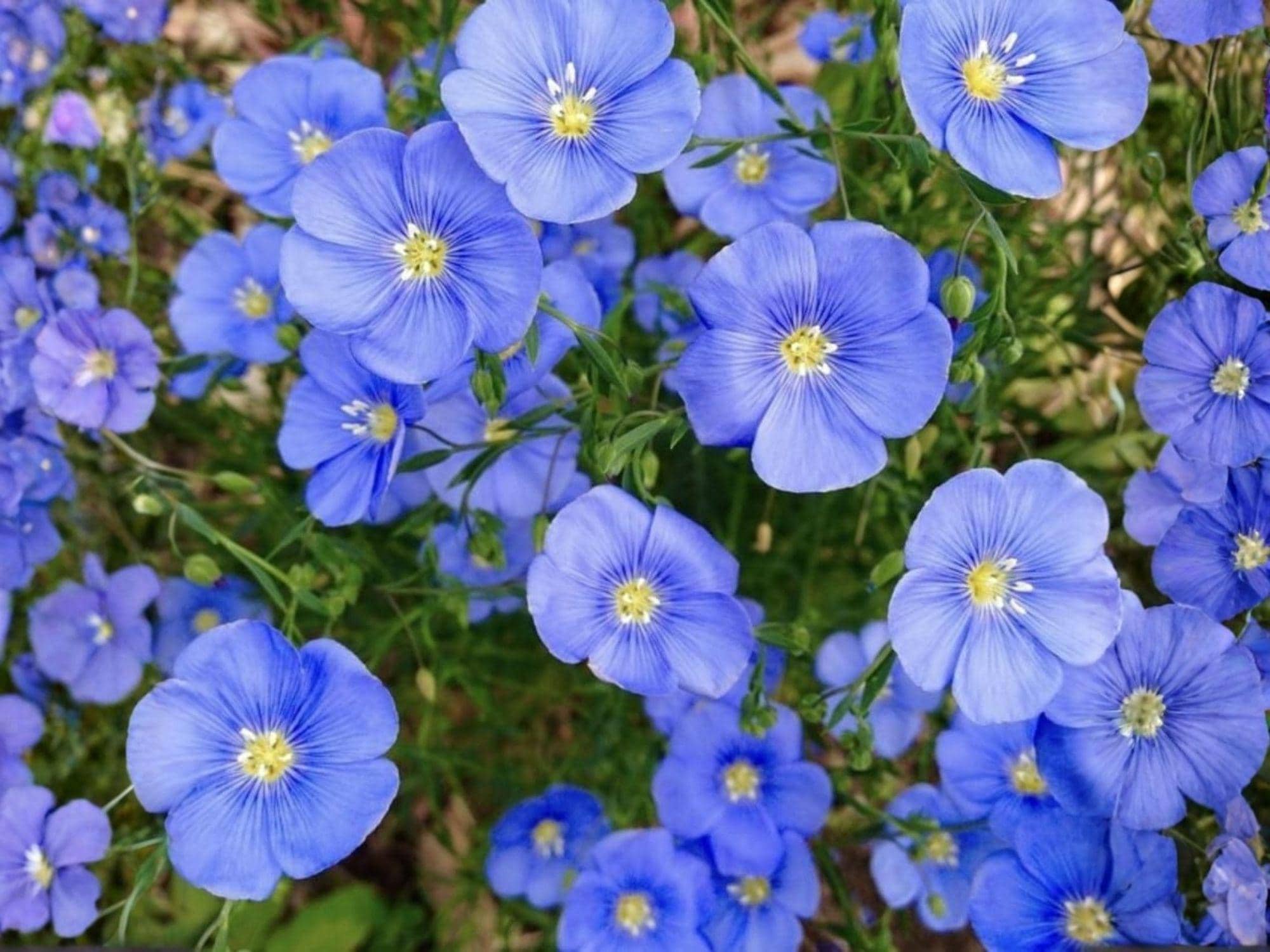 Native Wetland Plant Seeds – Ludwigia alternifolia Seedbox (1000) for Rain Gardens, Ponds, and Natural Habitats