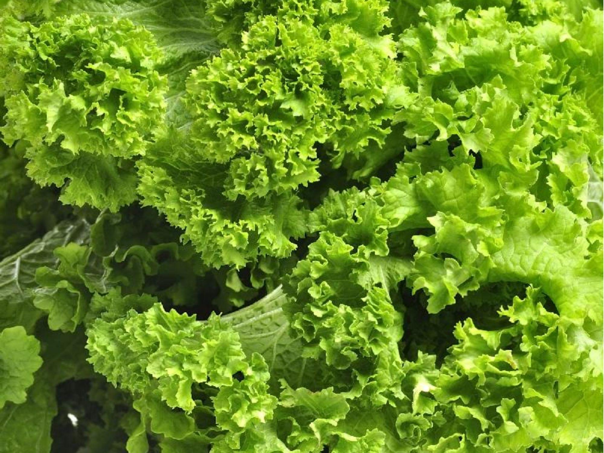 Southern Giant Curled Mustard Seeds – Heirloom, Non-GMO Leafy Green Brassica juncea