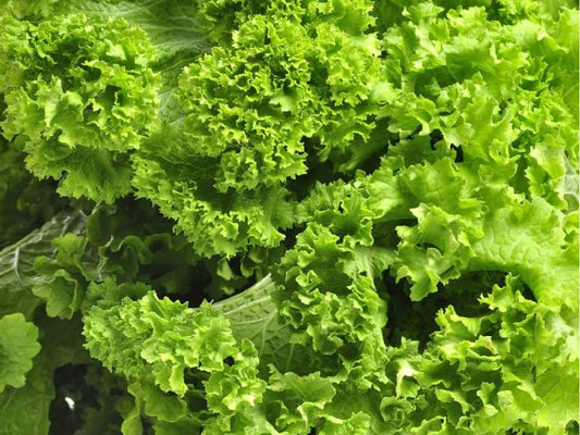Southern Giant Curled Mustard Seeds – Heirloom, Non-GMO Leafy Green Brassica juncea