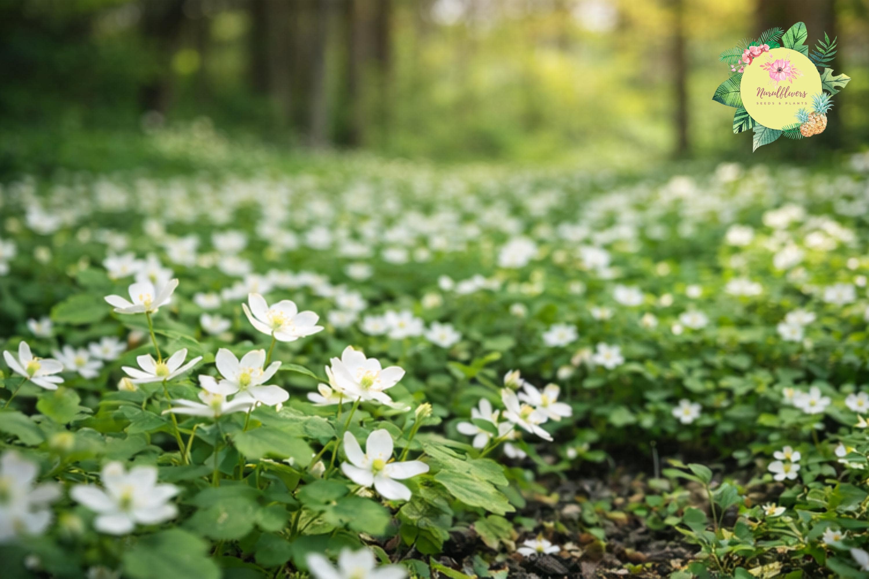 Bare-root Windflower Rue Anemone Mix - Anemonella thalictroides Perennial Wildflower for Shade Gardens