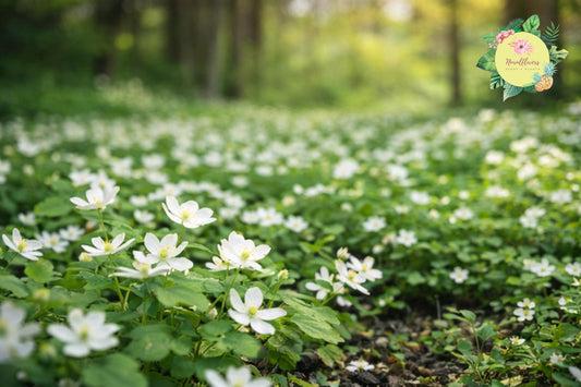 Bare-root Windflower Rue Anemone Mix - Anemonella thalictroides Perennial Wildflower for Shade Gardens