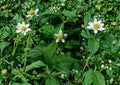 White Avens Seeds – Geum canadense Native Woodland Perennial for Shade Gardens, Wildflower, Groundcover