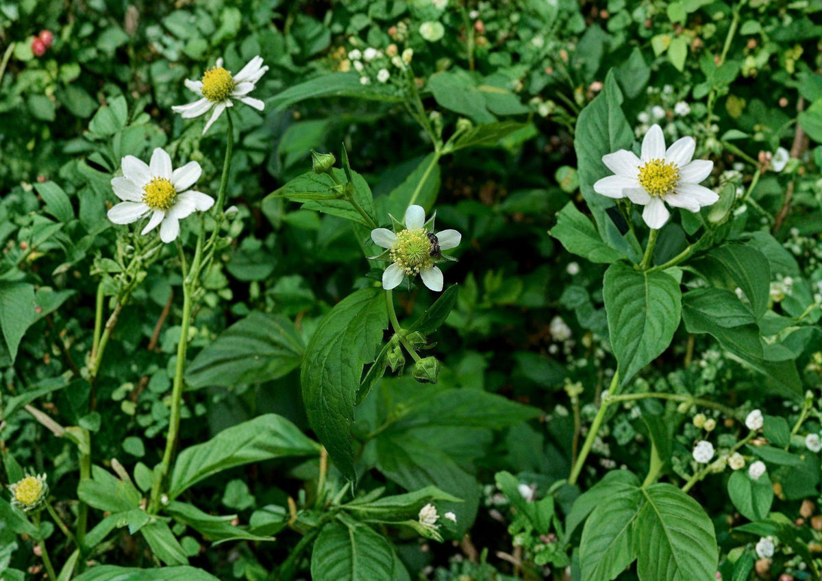 White Avens Seeds – Geum canadense Native Woodland Perennial for Shade Gardens, Wildflower, Groundcover