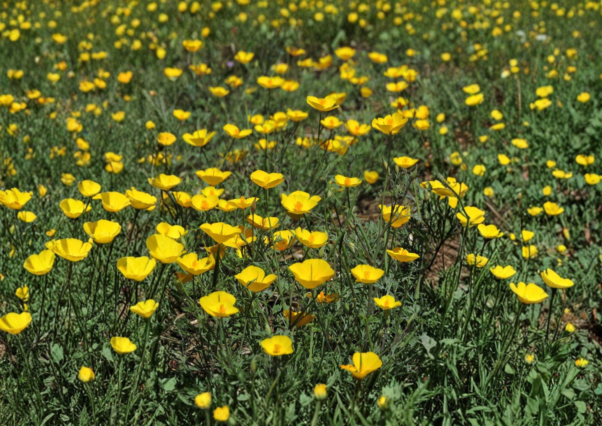 Tufted California Poppy Seeds - Dwarf Yellow Wildflower - Eschscholzia caespitosa, Native, Drought Tolerant, Pollinator-Friendly