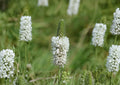 White Prairie Clover Seeds - Native Pollinator-Friendly Perennial - Dalea candida, Drought Tolerant, Nectar-Rich, Prairie Ecosystem Plant