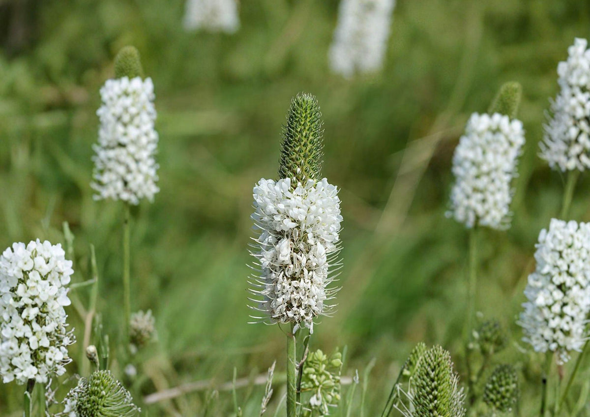 White Prairie Clover Seeds - Native Pollinator-Friendly Perennial - Dalea candida, Drought Tolerant, Nectar-Rich, Prairie Ecosystem Plant