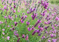 Purple Prairie Clover Seeds - Native Pollinator Friendly Perennial - Dalea purpurea for Wildflower Gardens & Prairie Restoration