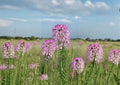 Rocky Mountain Bee Plant Seeds – Native Wildflower, Pink to Purple Blooms, Pollinator Friendly, Cleome serrulata, Drought Tolerant