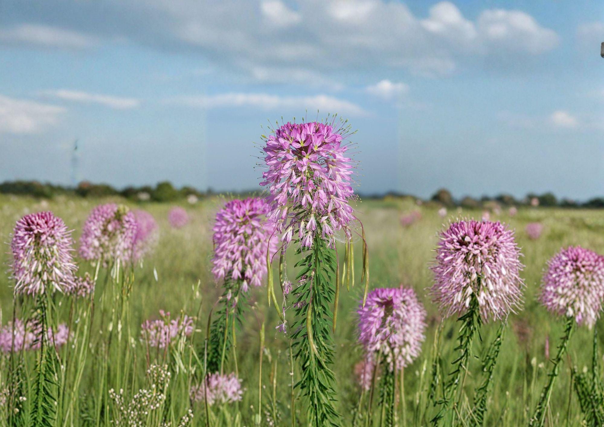 Rocky Mountain Bee Plant Seeds – Native Wildflower, Pink to Purple Blooms, Pollinator Friendly, Cleome serrulata, Drought Tolerant