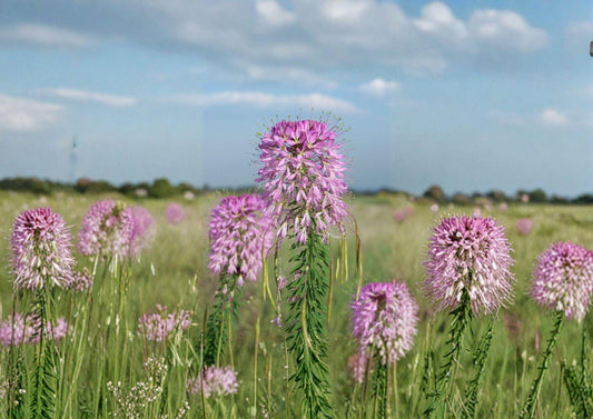 Rocky Mountain Bee Plant Seeds – Native Wildflower, Pink to Purple Blooms, Pollinator Friendly, Cleome serrulata, Drought Tolerant