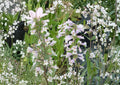 Penstemon Gracilis Seeds – Native Perennial with Purple Blue Tubular Flowers, Drought Tolerant, Pollinator-Friendly, Rock Garden Plant