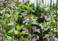 Penstemon Hirsutus Seeds - Hairy Beardtongue Native Perennial with Lavender Tubular Flowers for Pollinator Gardens