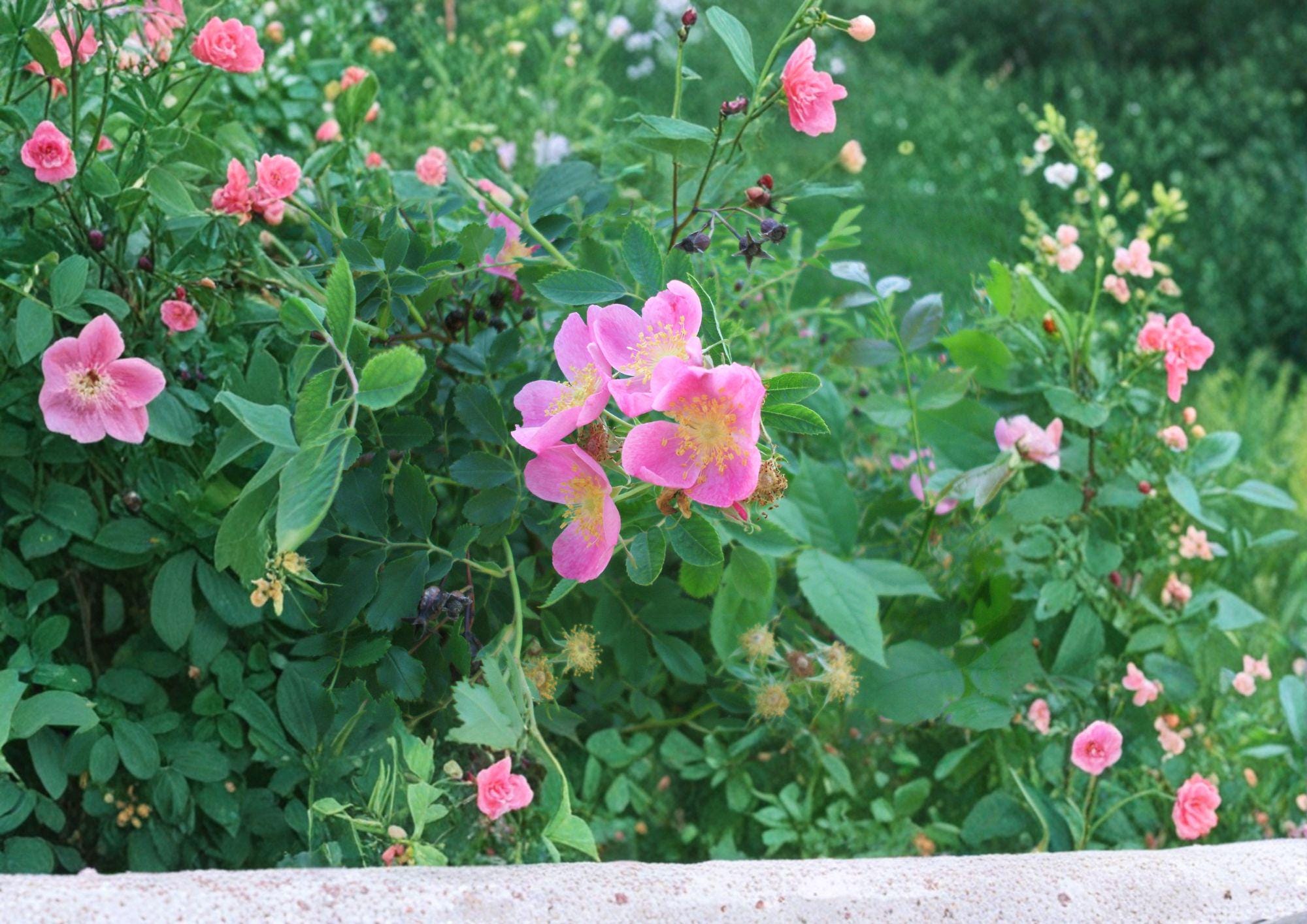 Rosa Arkansana Prairie Wild Rose Seeds – Fragrant Pink Blooms, Native Shrub, Drought Tolerant, Wildlife Garden, 10 Seeds