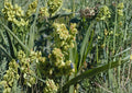 Rumex Altissimus Pale Dock Seeds – Native Perennial for Meadows, Wetlands, Gardens | Rumex altissimus