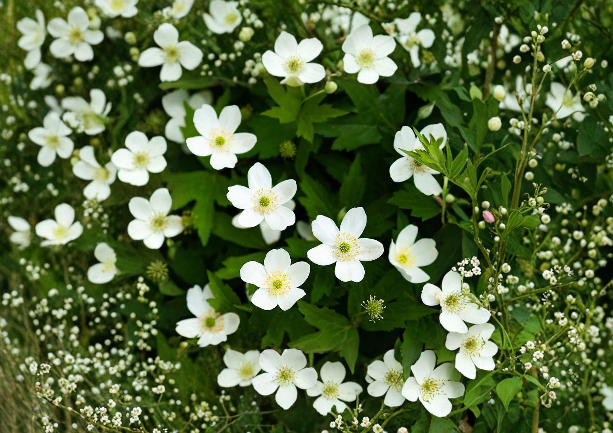 Canada Anemone Seeds – Native Perennial for Woodland Gardens, White Spring Flowers, Anemone canadensis, Ecological Groundcover, 25 Seeds