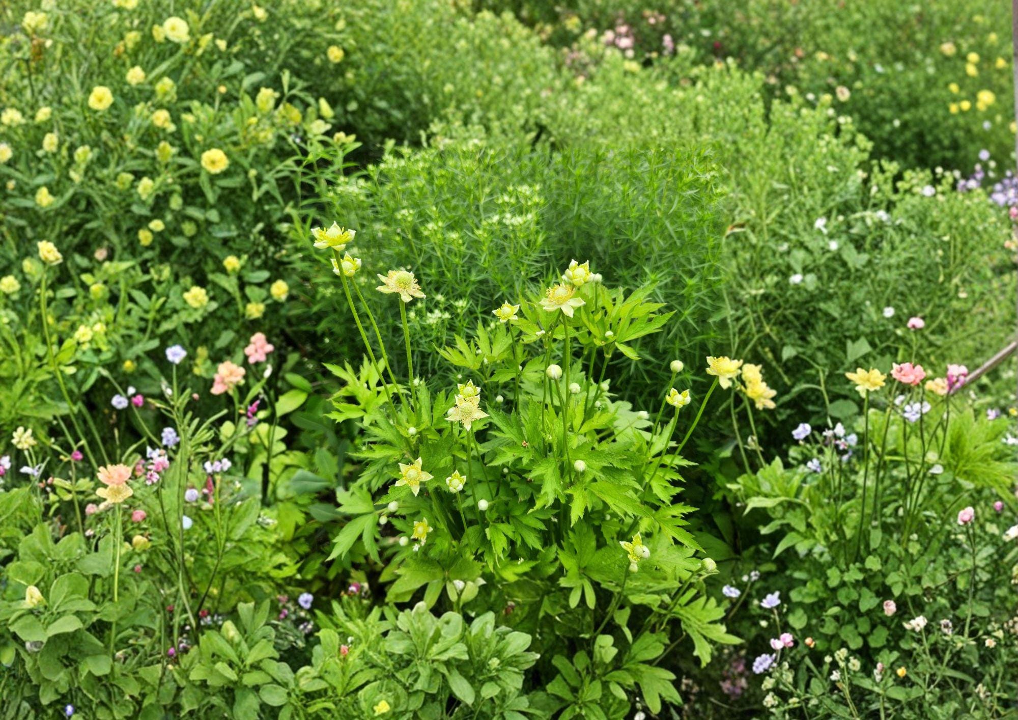 Anemone Virginiana Tall Thimbleweed Seeds – Native Perennial White Flowers & Seed Heads for Wildflower Gardens