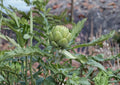 Green Globe Artichoke Seeds - Heirloom Gourmet Vegetable, Edible Flower Buds, Ornamental Perennial, 10 Seeds
