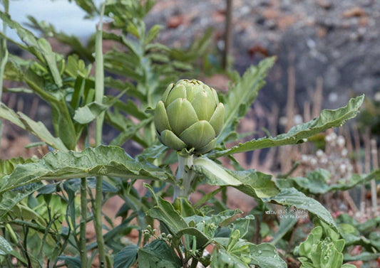 Green Globe Artichoke Seeds - Heirloom Gourmet Vegetable, Edible Flower Buds, Ornamental Perennial, 10 Seeds