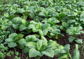 Pak Choi Seeds | Taisai Bok Choi Asian Greens | 500 Seeds for Home Garden, Cool-Season, Fast-Growing, Crisp White Stems