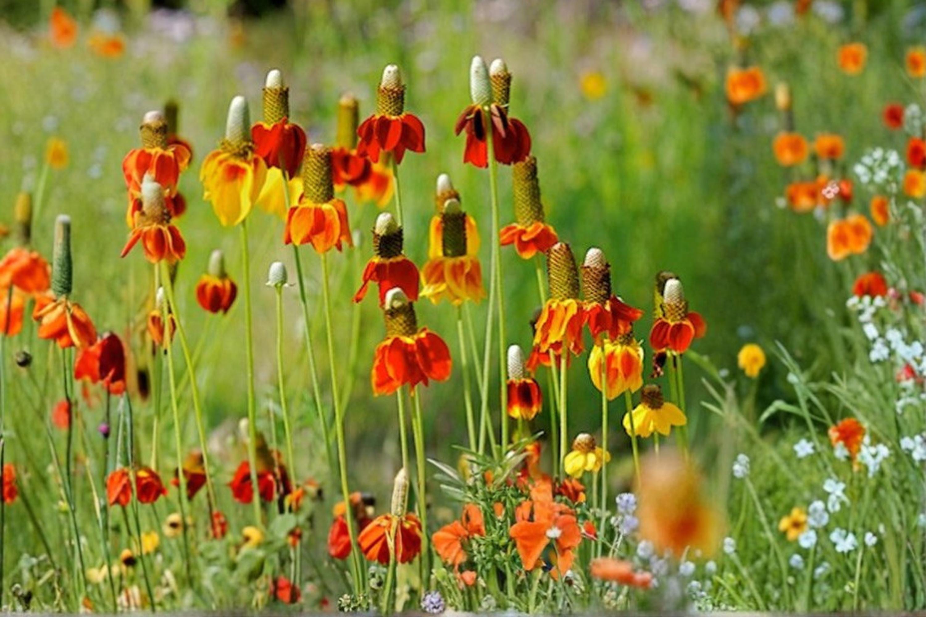 Prairie Coneflower Seeds (100) – Native Wildflower, Drought Tolerant Perennial, Ratibida columnifera, Pollinator-Friendly Plant