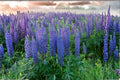 Blue Lupine Seeds – Native Perennial Wildflower for Pollinators & Prairie Gardens – Lupinus perennis (25 Seeds)