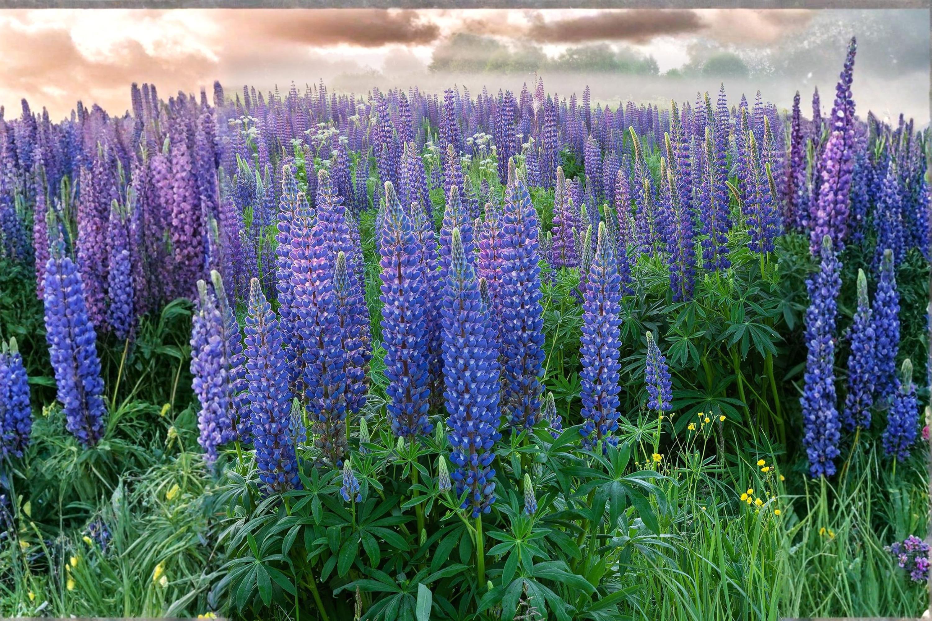 Blue Lupine Seeds – Native Perennial Wildflower for Pollinators & Prairie Gardens – Lupinus perennis (25 Seeds)