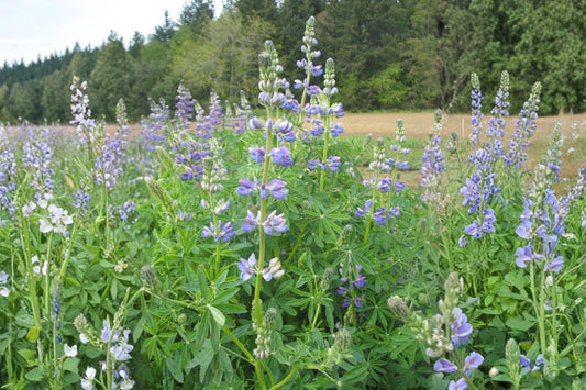 Riverbank Lupine Seeds 15 Pack – Lupinus rivularis Native Blue Wildflower for Pollinator Gardens & Meadow Restoration