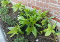 Celtuce Seeds, Asparagus Lettuce, New Yu Mai, Chinese Stem Lettuce, 500 Seeds, Cool-Season Vegetable, Edible Stems & Leaves