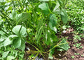 Provider Green Bush Bean Seeds – Heirloom Stringless Snap, Early Harvest, Compact Bush, Green Pods, Phaseolus vulgaris (25 Seeds)