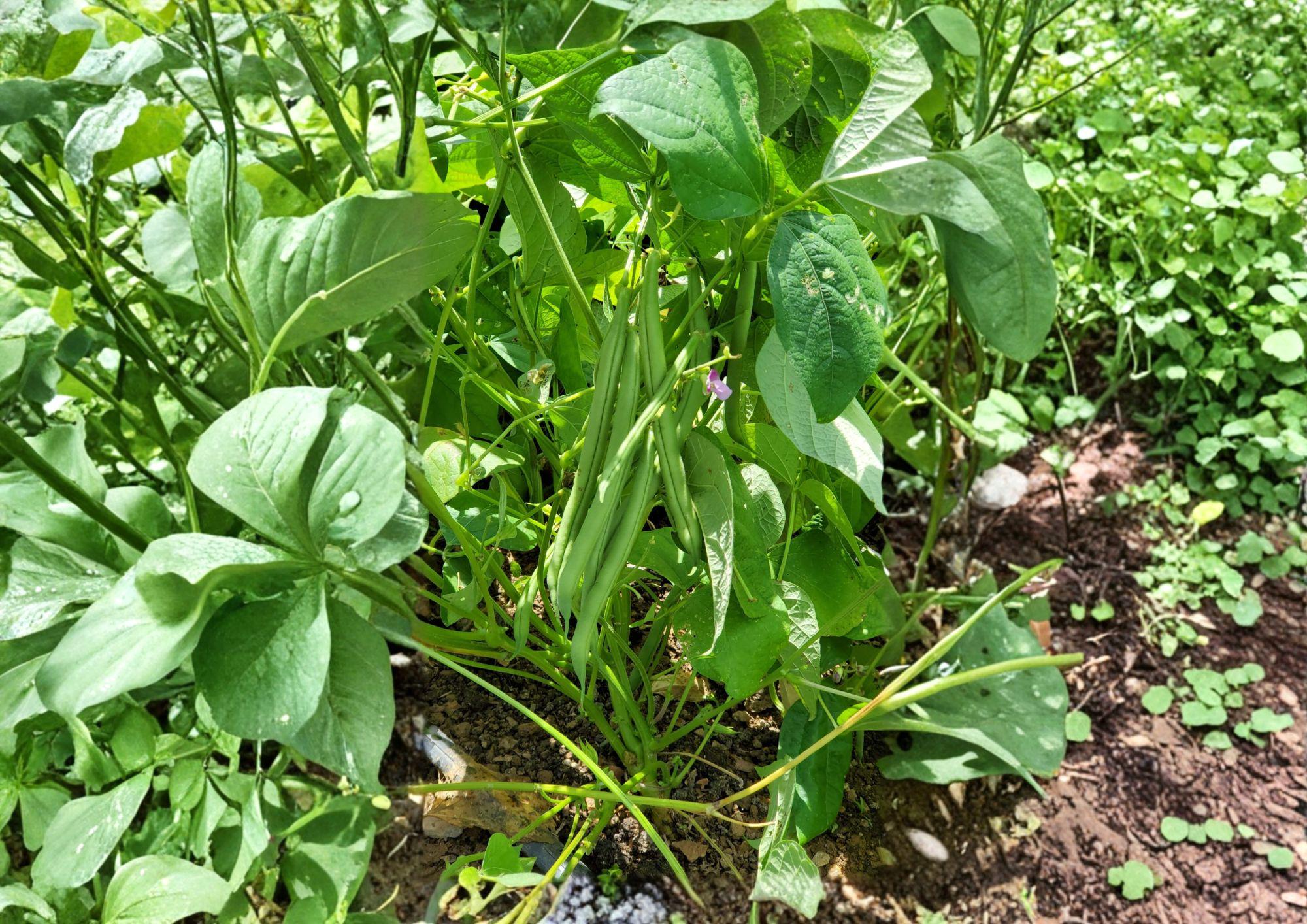 Provider Green Bush Bean Seeds – Heirloom Stringless Snap, Early Harvest, Compact Bush, Green Pods, Phaseolus vulgaris (25 Seeds)