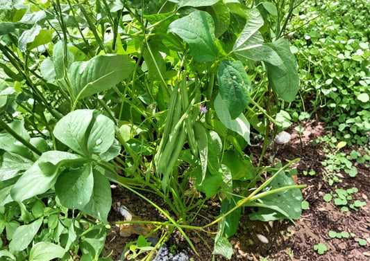 Provider Green Bush Bean Seeds – Heirloom Stringless Snap, Early Harvest, Compact Bush, Green Pods, Phaseolus vulgaris (25 Seeds)