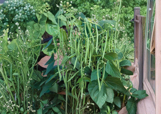 Petite Filet French Bean Seeds - Gourmet Haricot Vert, 50 Seeds, Tender Slim Pods, French Heirloom, Edible Green Beans