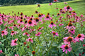 Purple Coneflower Seeds (100) – Echinacea purpurea – Perennial Wildflower for Pollinator Gardens and Herbal Planting