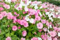 Dwarf Rose Mallow Seeds (Lavatera trimestris) – Mixed Annual Flowers for Cottage Gardens & Borders