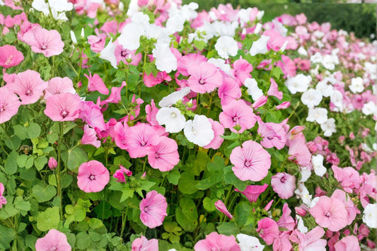 Dwarf Rose Mallow Seeds (Lavatera trimestris) – Mixed Annual Flowers for Cottage Gardens & Borders