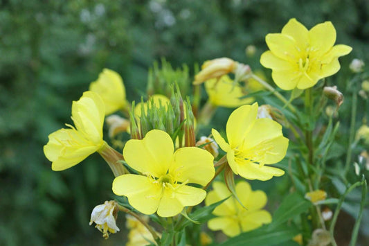 Evening Primrose Seeds 200 – Oenothera Lamarckiana – Yellow Night Blooming Flower – Pollinator & Medicinal Garden Plant