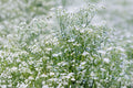 Baby’s Breath Seeds – Gypsophila elegans ‘Covent Garden White’ – White Annual Cut Flower Garden