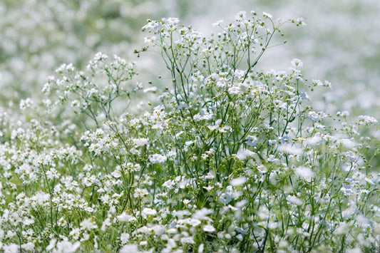 Baby’s Breath Seeds – Gypsophila elegans ‘Covent Garden White’ – White Annual Cut Flower Garden