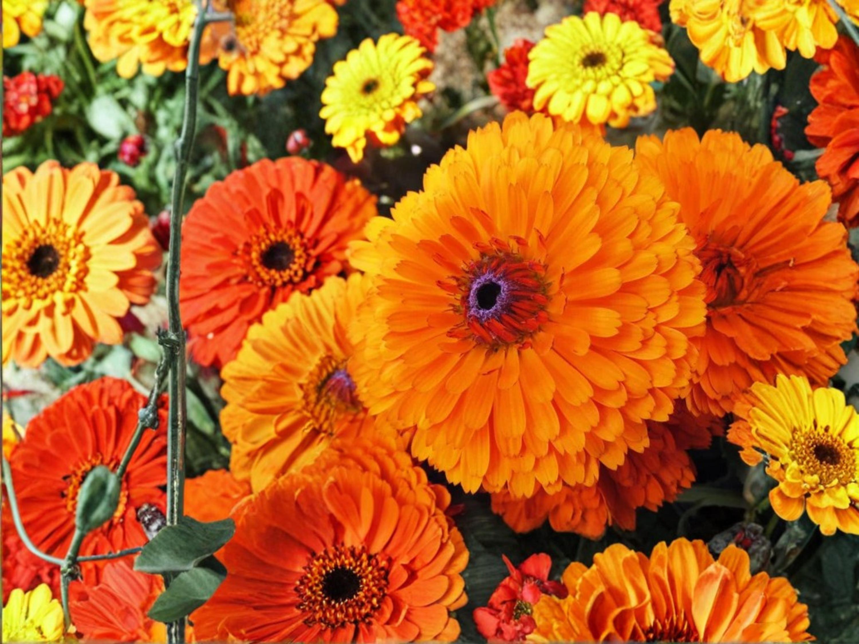 Calendula Seeds Pacific Beauty Orange – Pot Marigold Annual Flower for Gardens & Cut Flowers (Calendula officinalis)