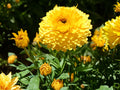 Calendula Seeds Pacific Beauty Dark Yellow – Pot Marigold, Annual Cut Flower, Calendula officinalis, 100 Seeds